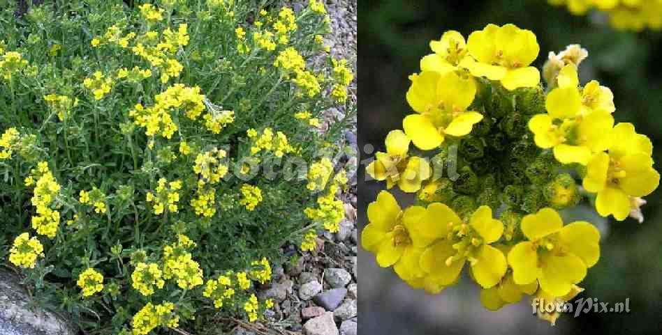 Alyssum wulfenianum