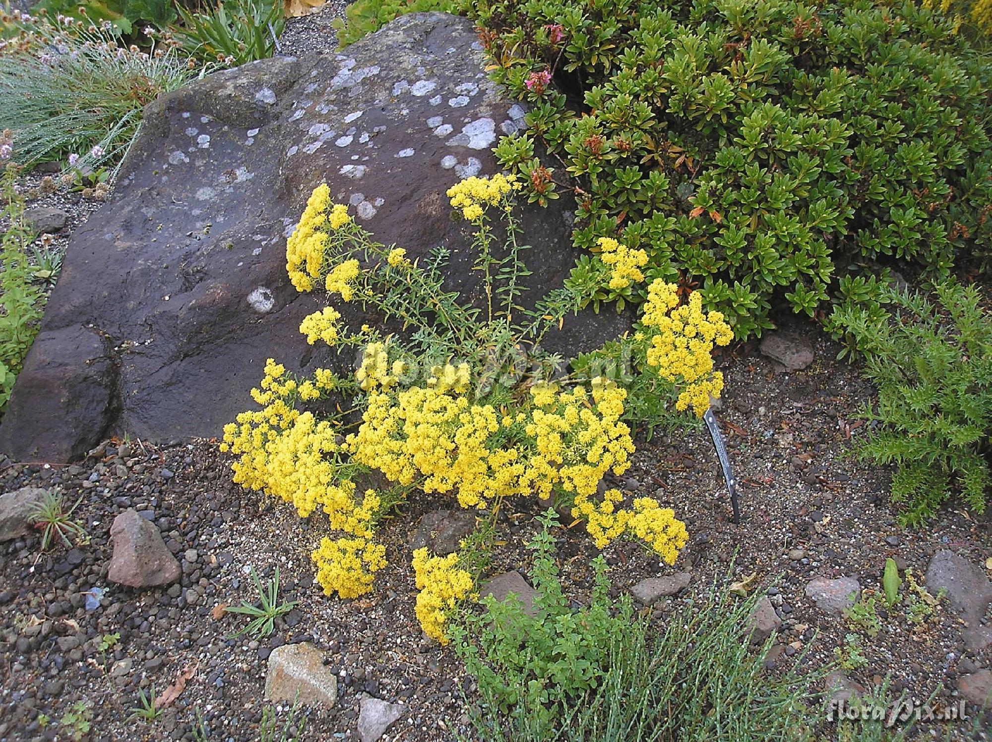 Alyssum chalcidicum