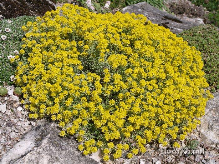 Alyssum caespitosum