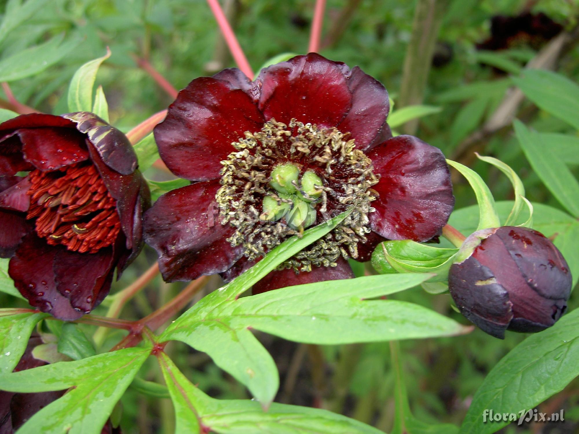 Paeonia potaninii var. potaninii