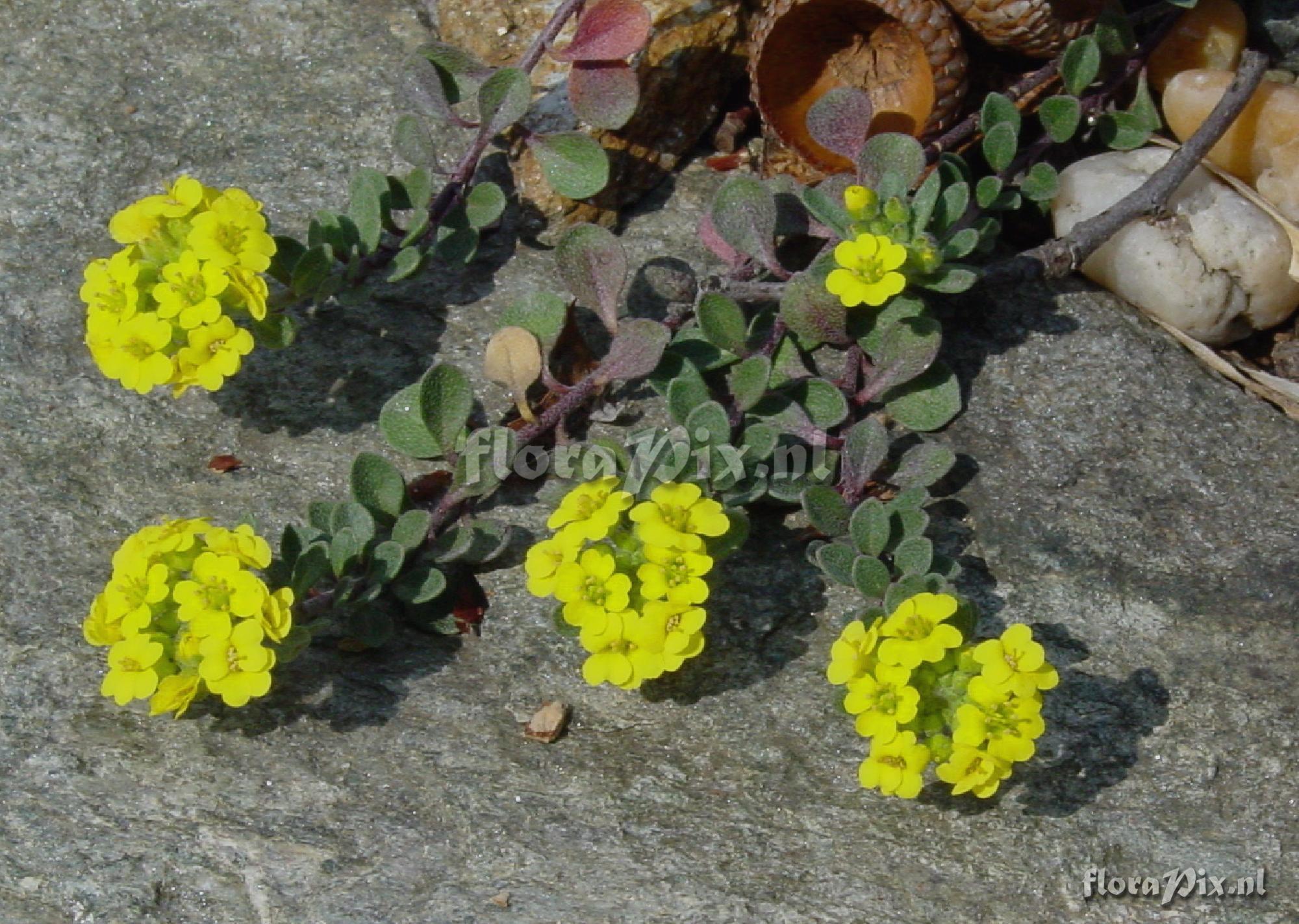 Alyssum idaeum 