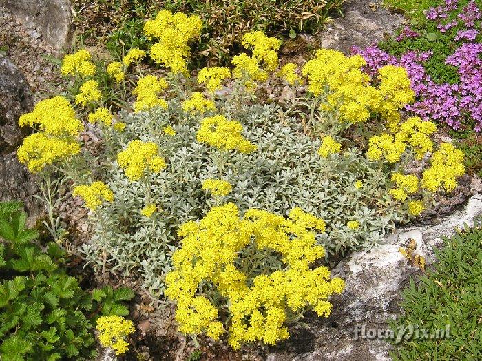 Alyssum stribrnyi