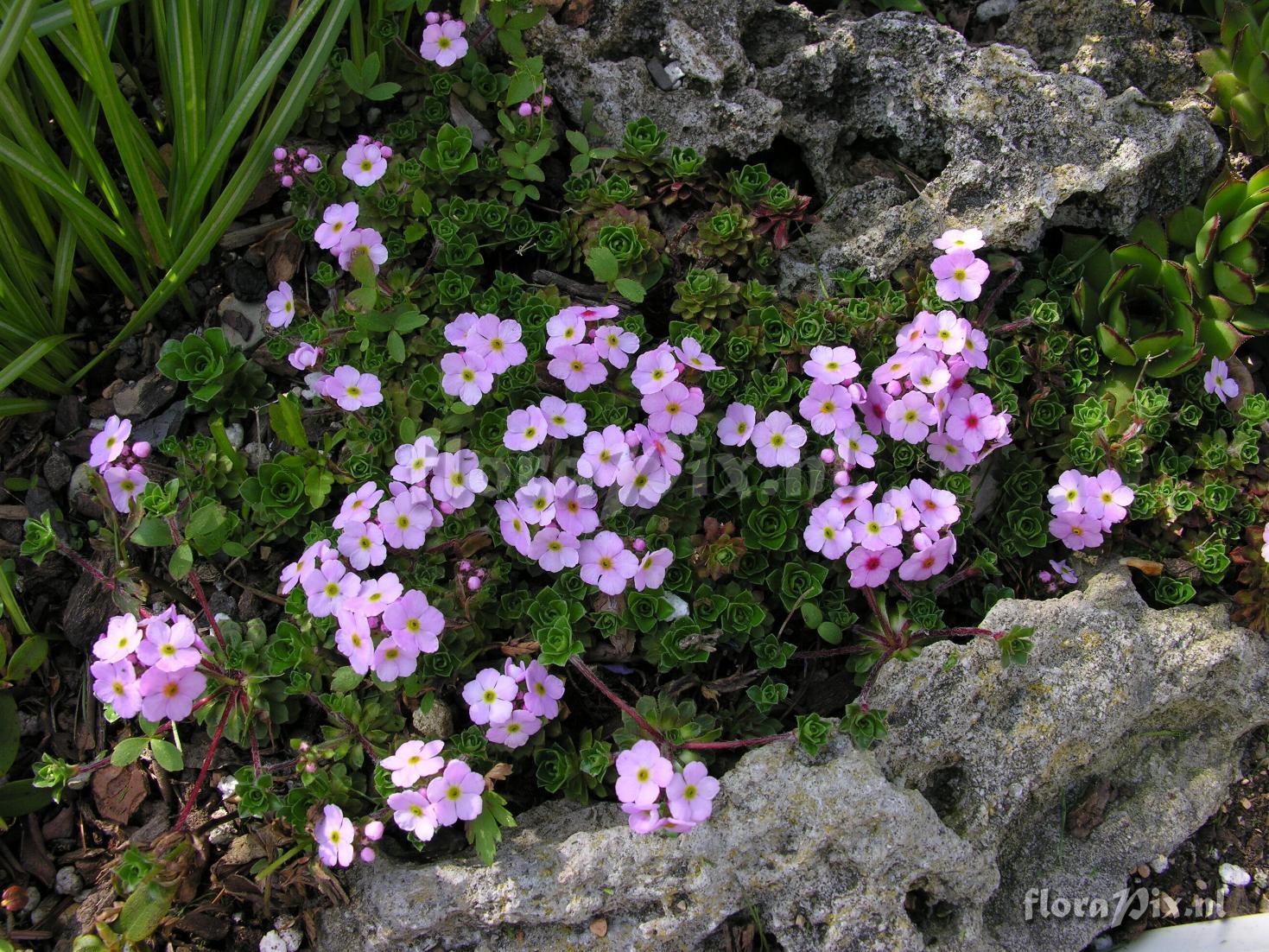 Androsace sempervivoides