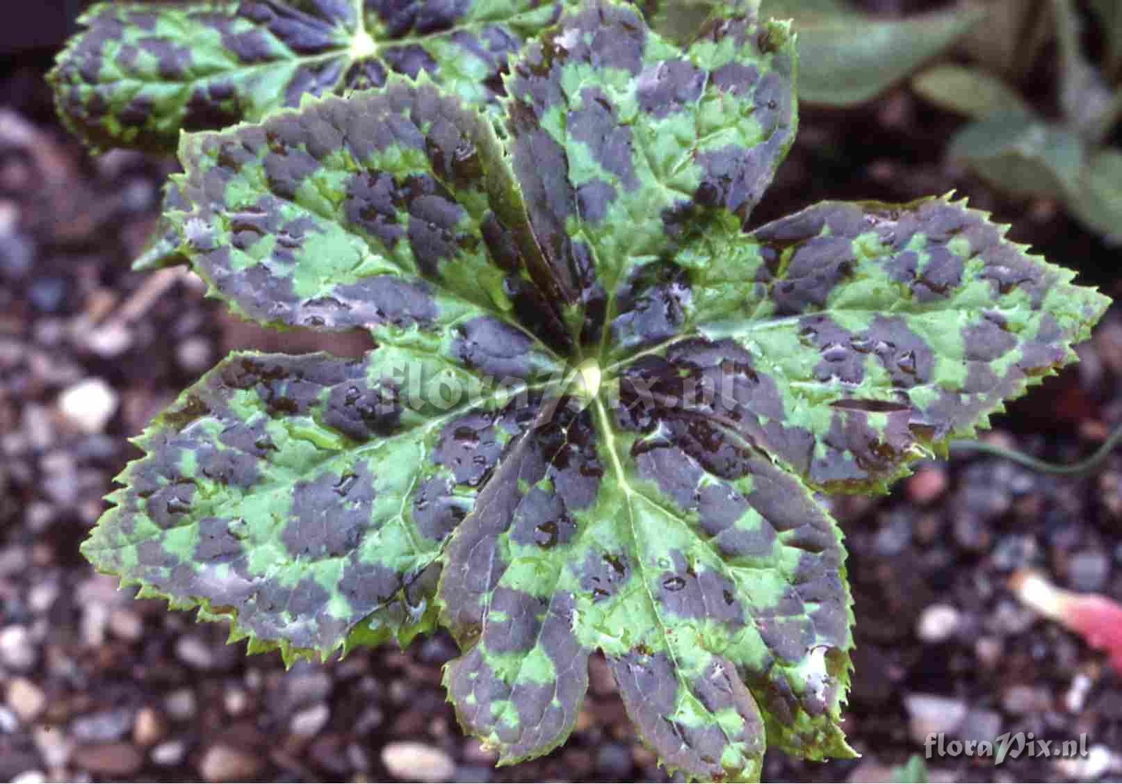 Podophyllum emodi