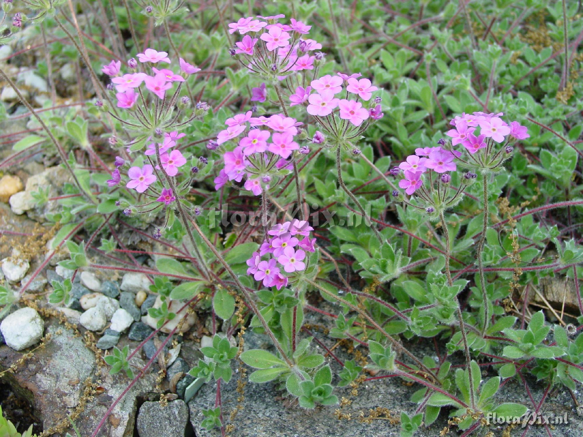 Androsace studiosorum PRIMULACEAE