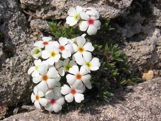 Androsace dasyphylla