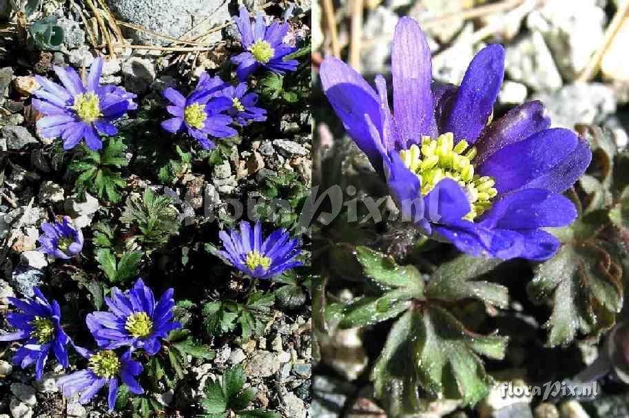 Anemone blanda