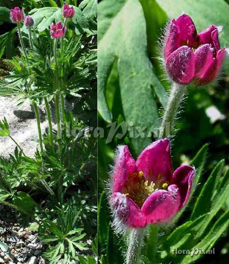 Anemone multifida