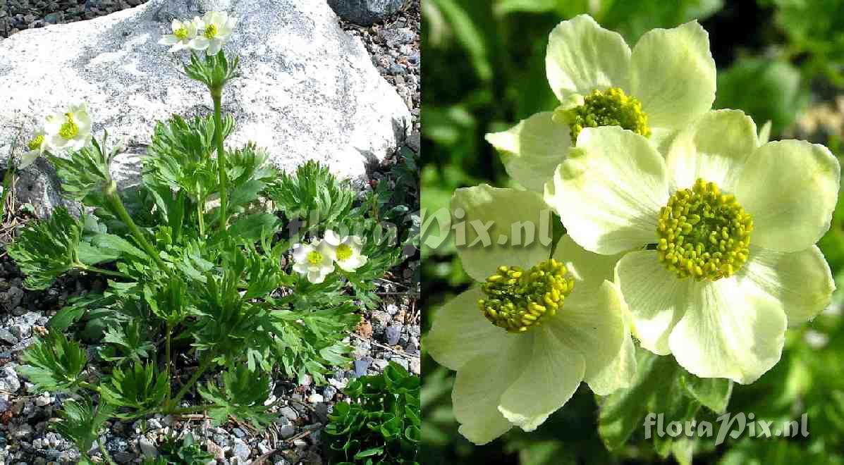 Anemone narcissiflora