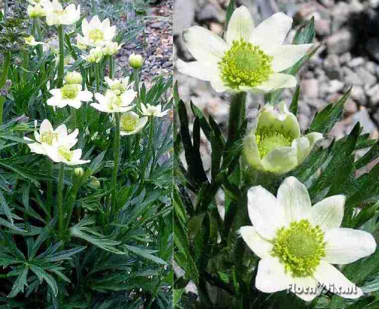 Anemone rupicola