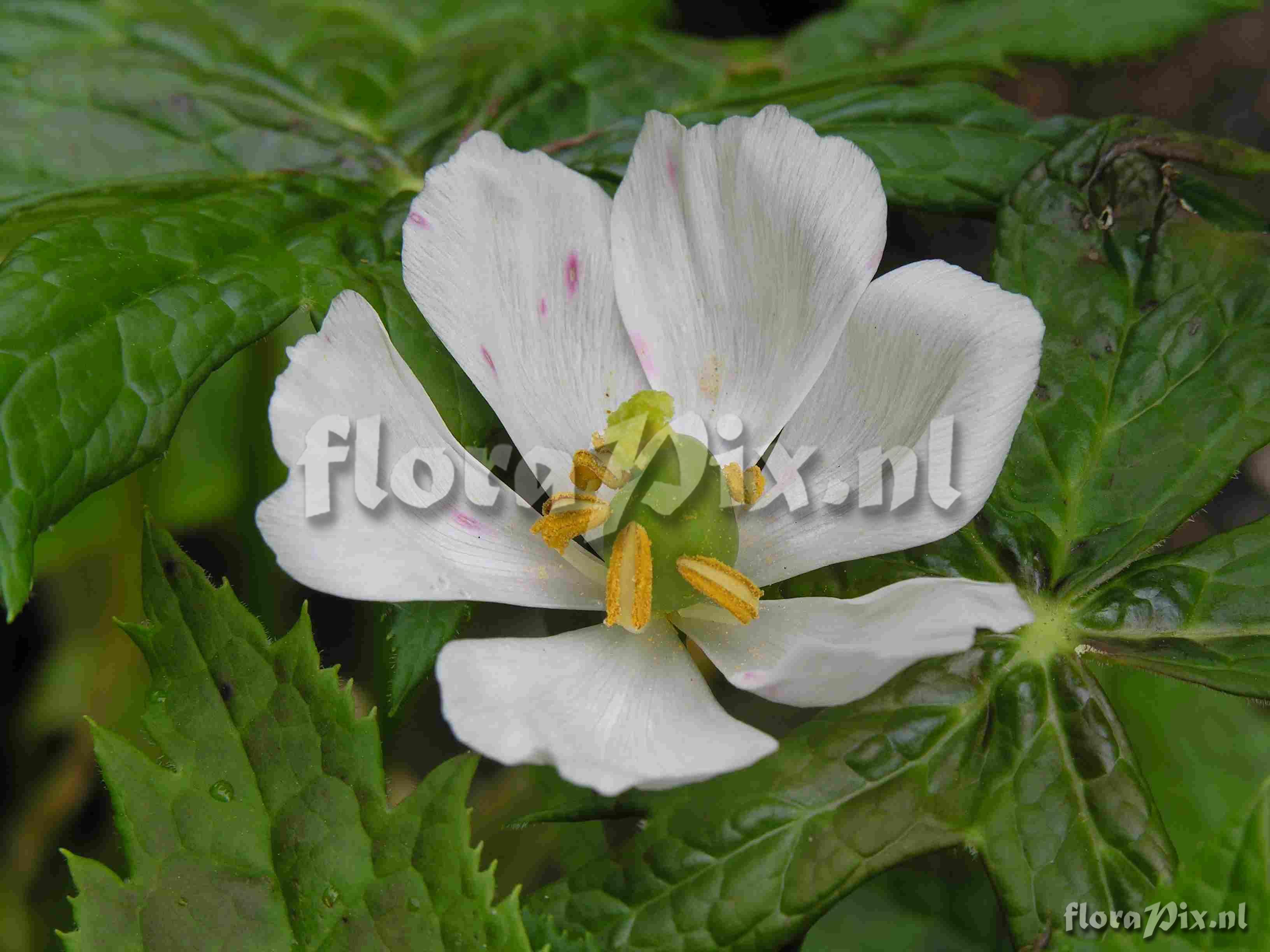 Podophyllum emodi