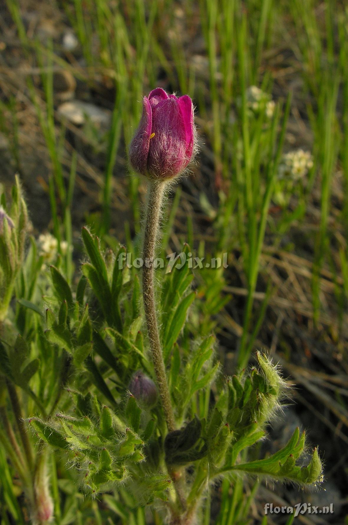 Anemone multifida