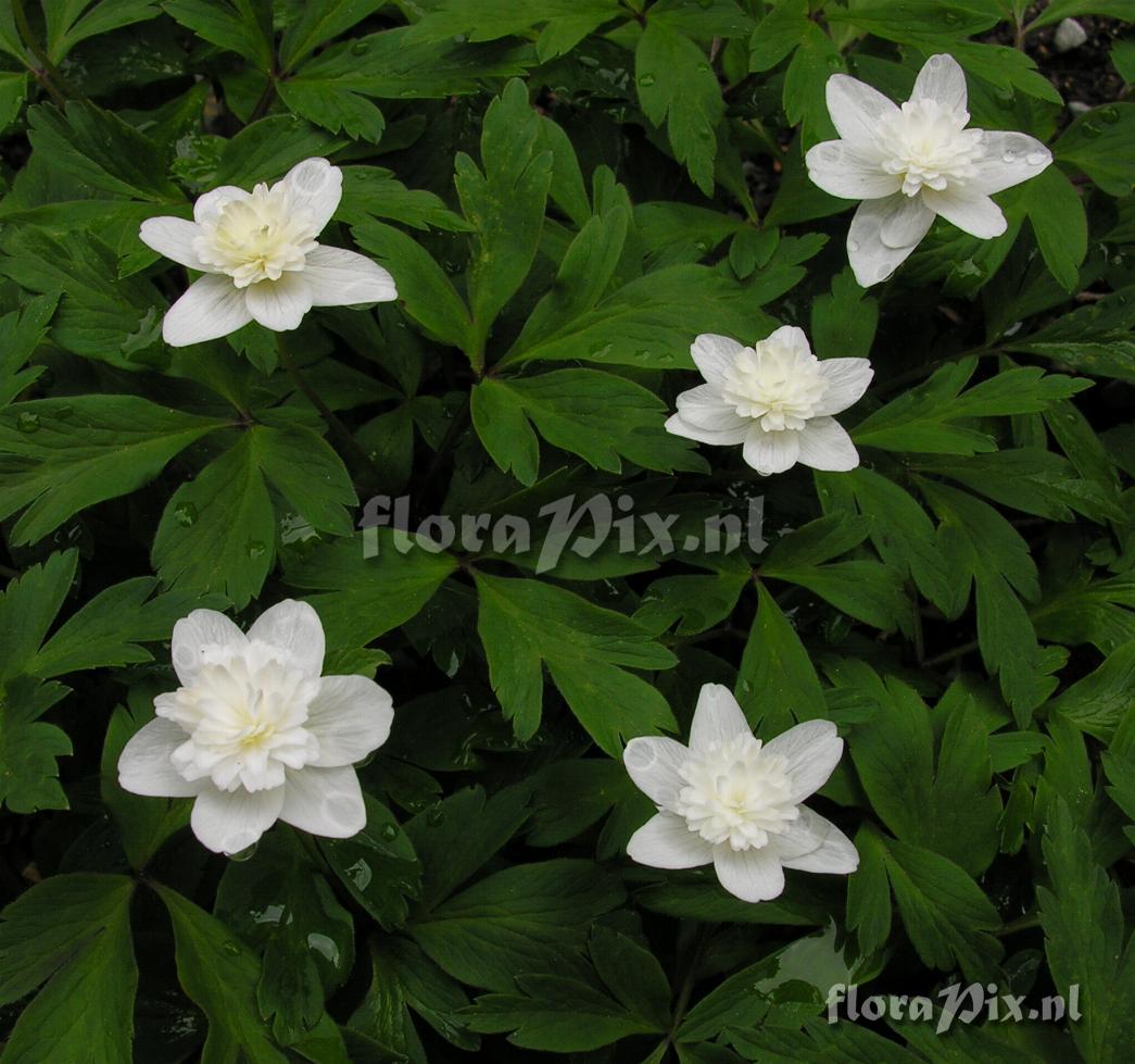 Anemone nemorosa 