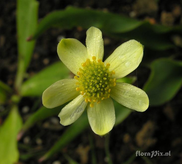 Anemone trullifolia