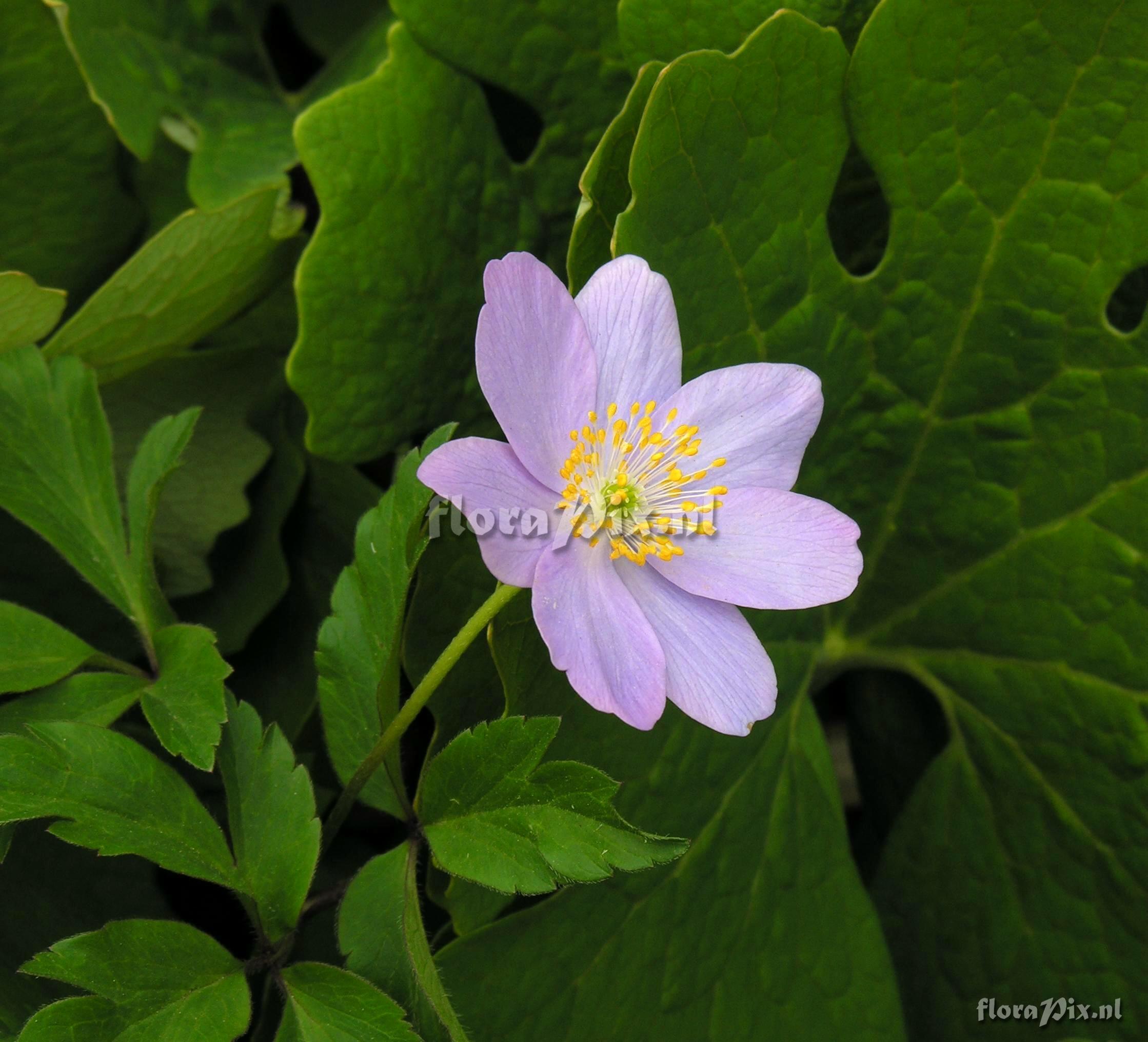 Anemone nemorosa 