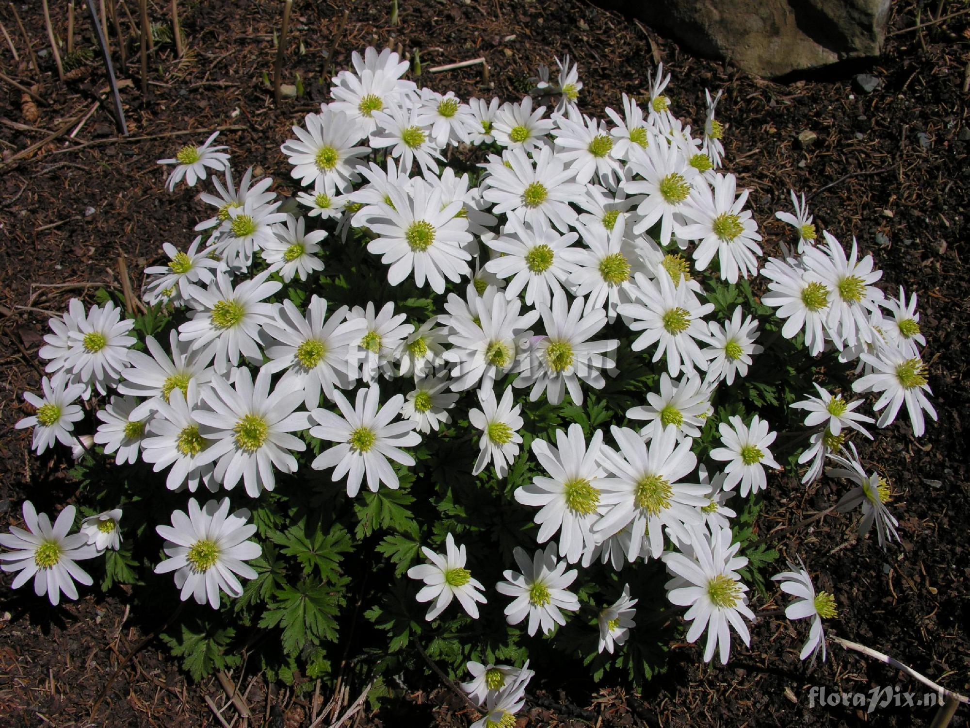 Anemone blanda 