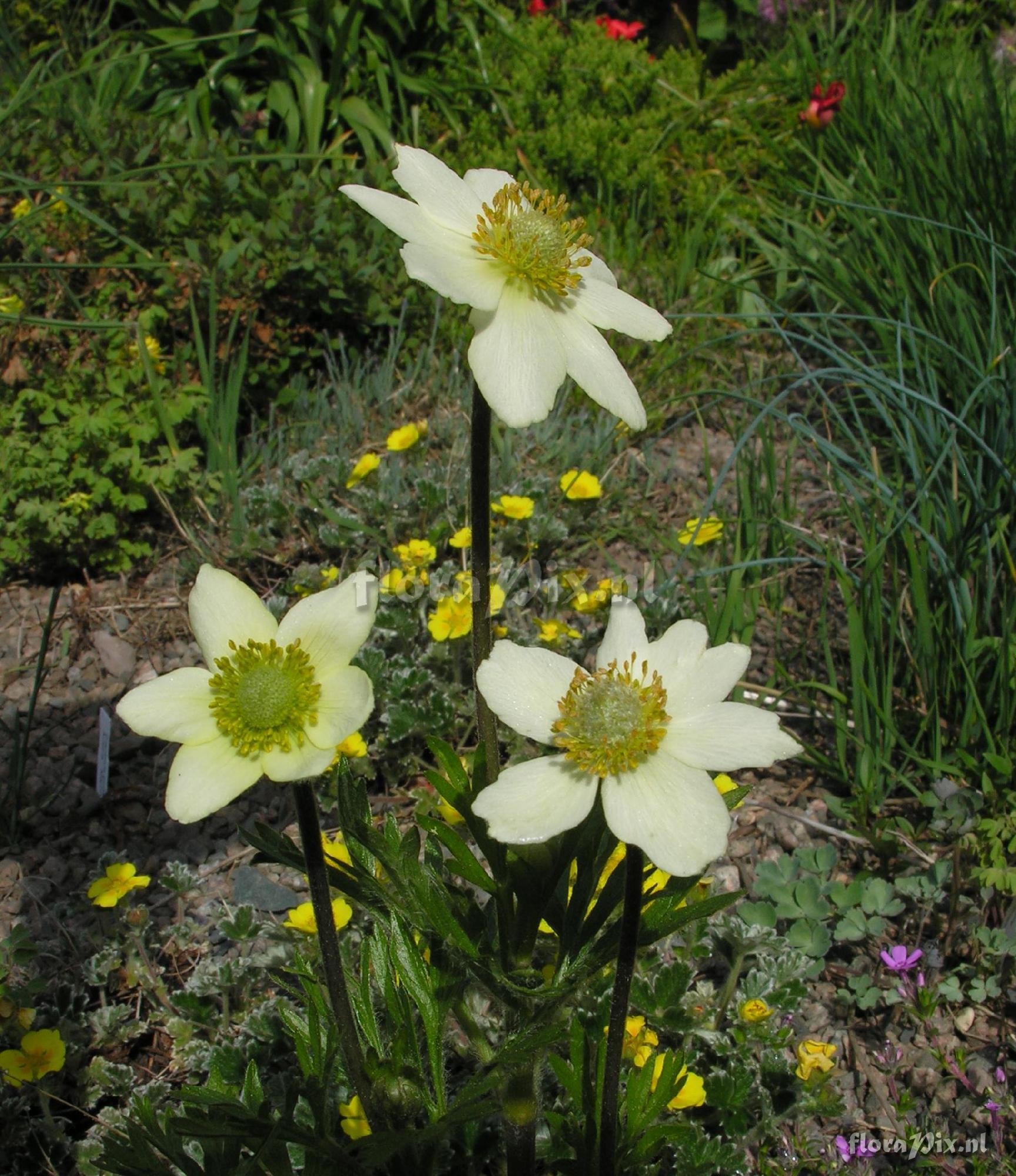 Anemone multifida 