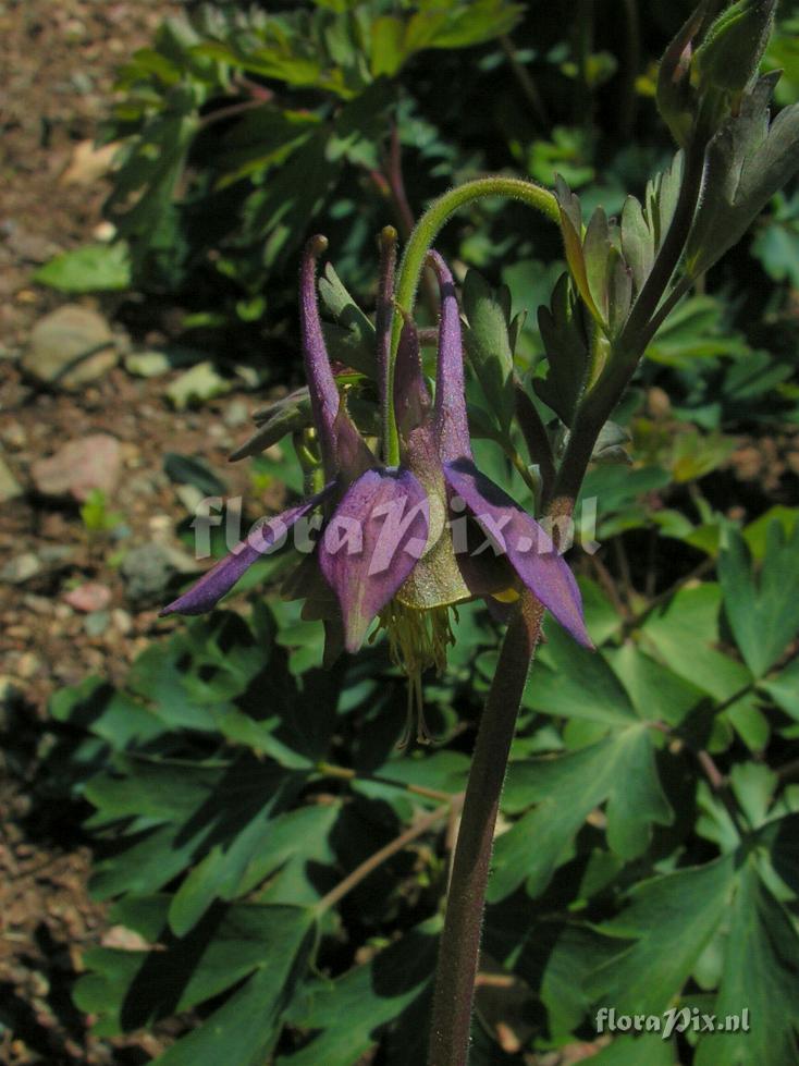 Aquilegia kitabelii X viridiflora