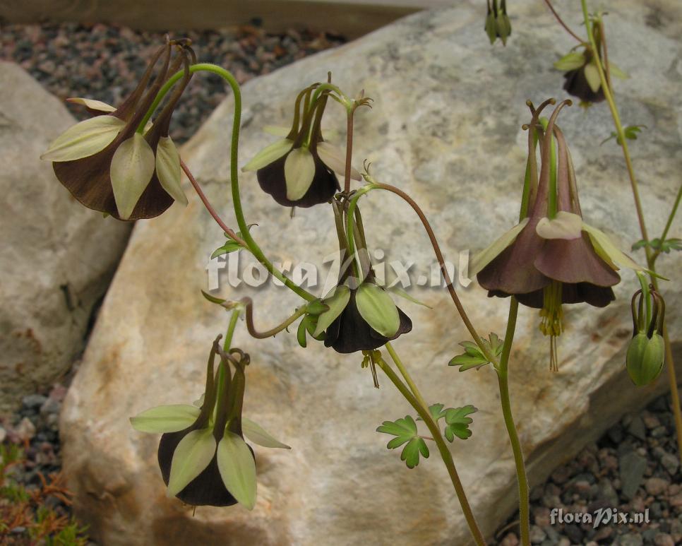 Aquilegia viridiflora