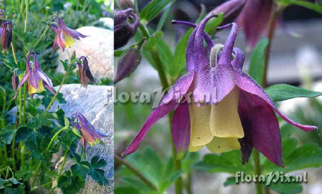 Aquilegia buergeriana 