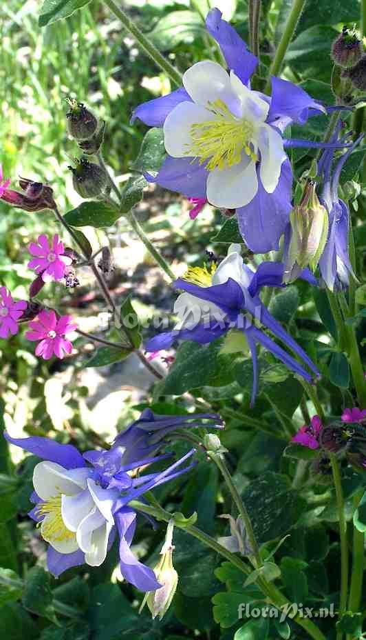 Aquilegia caerulea