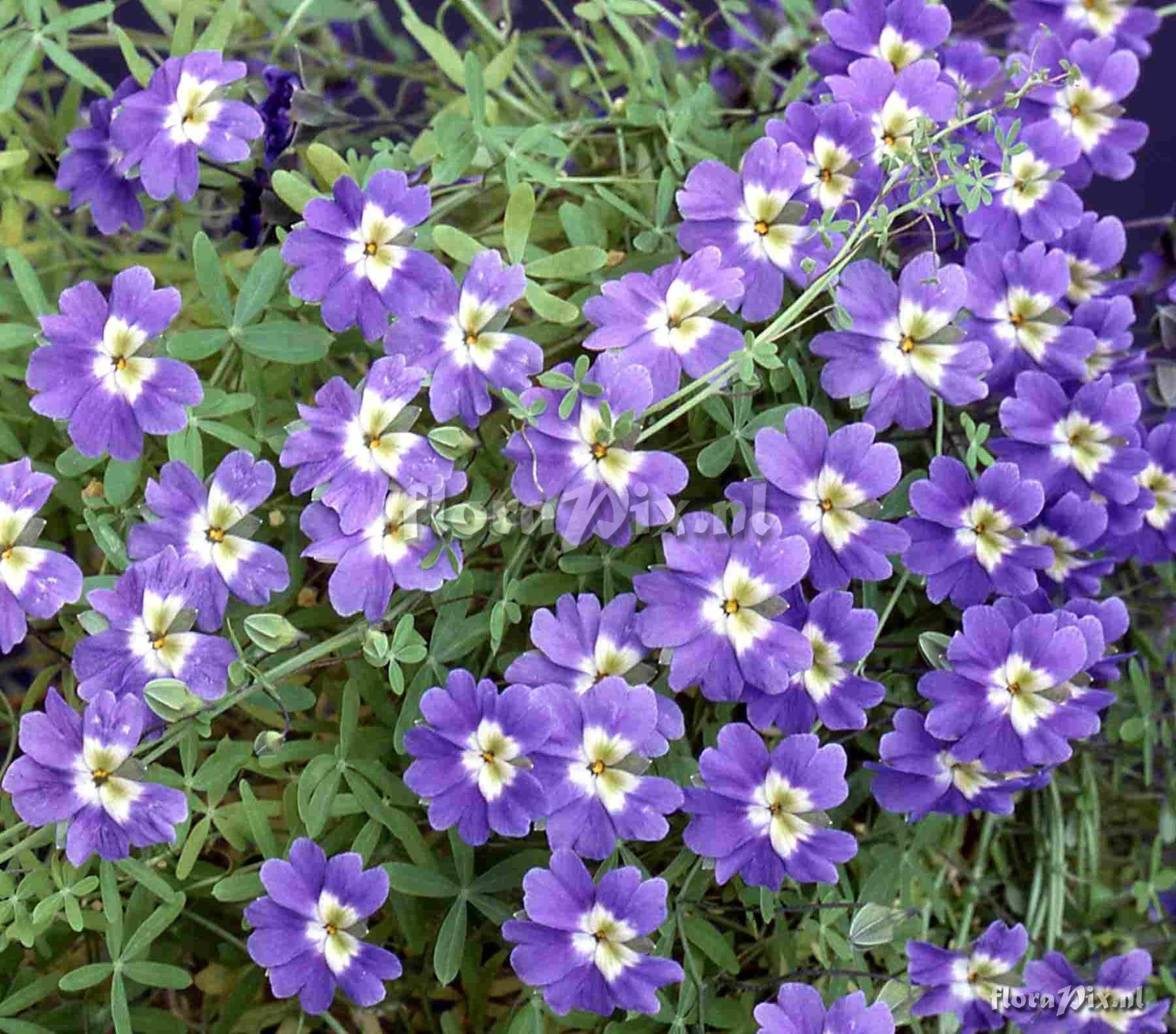 Tropaeolum azureum