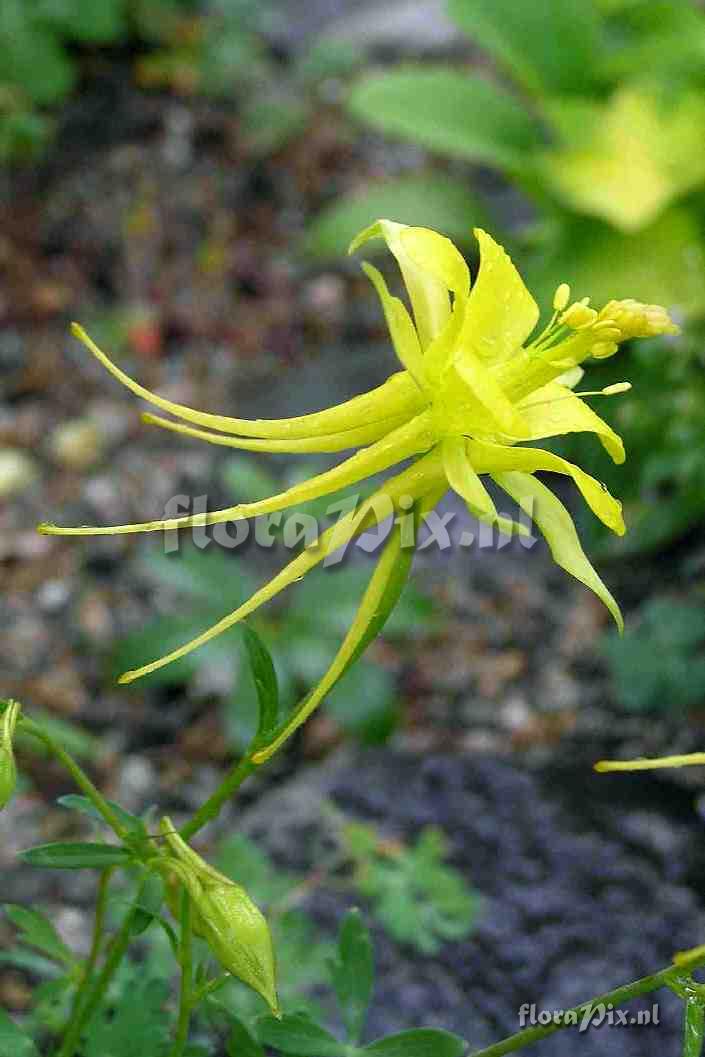 Aquilegia chrysantha