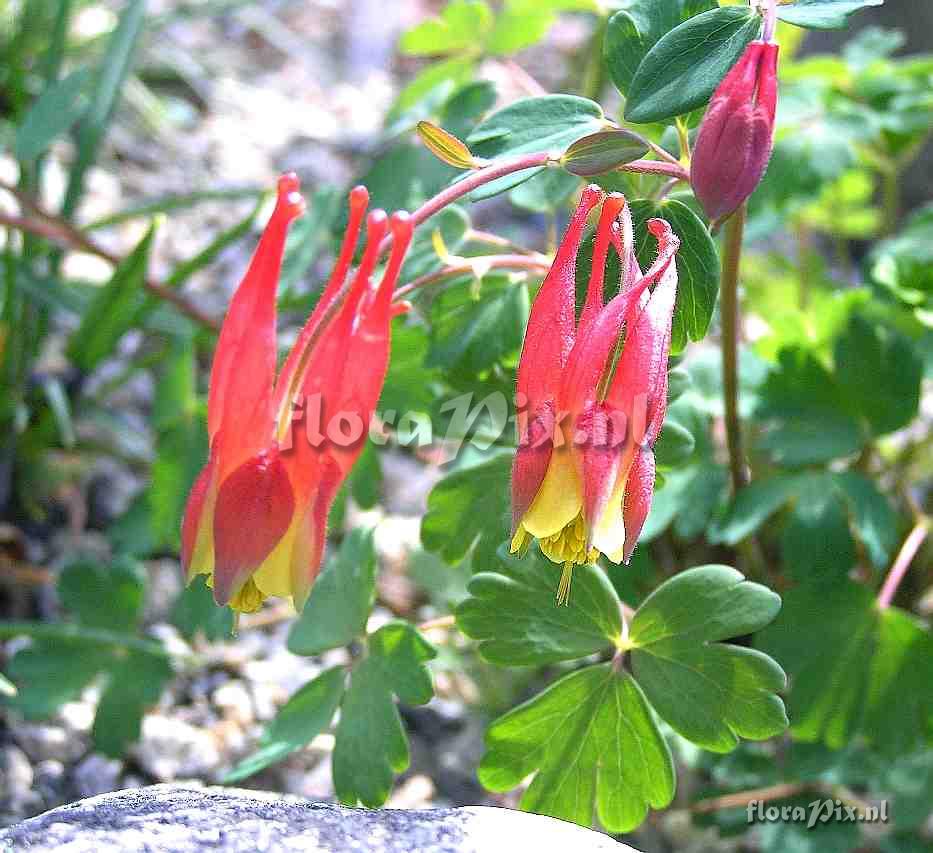 Aquilegia elegantula