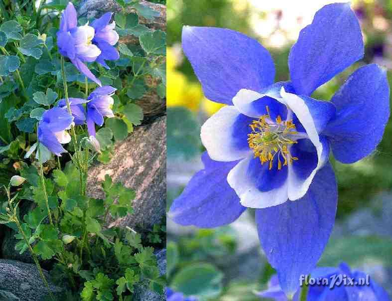 Aquilegia glandulosa var. jucunda