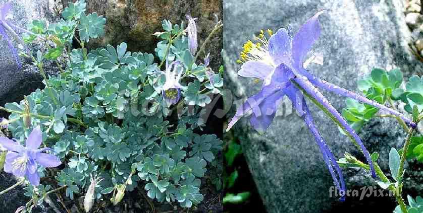 Aquilegia scopulorum