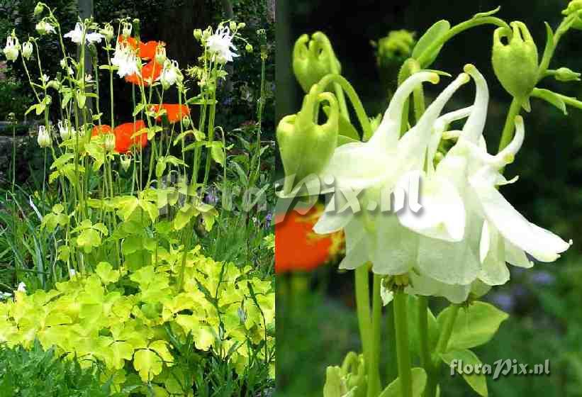 Aquilegia 