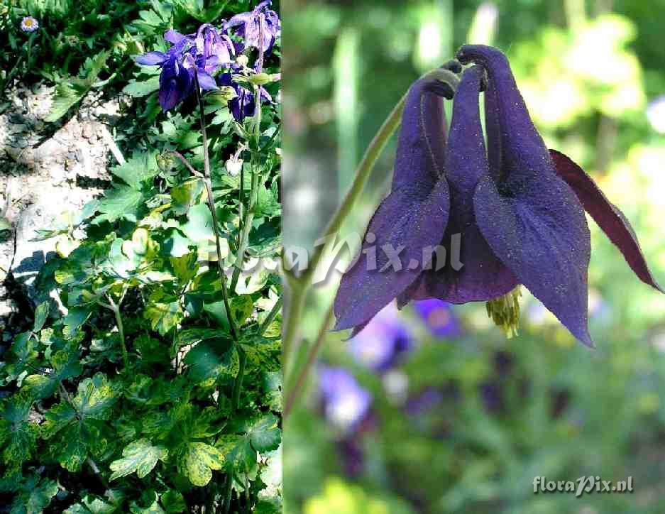 Aquilegia 