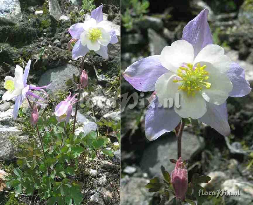 Aquilegia caerulea