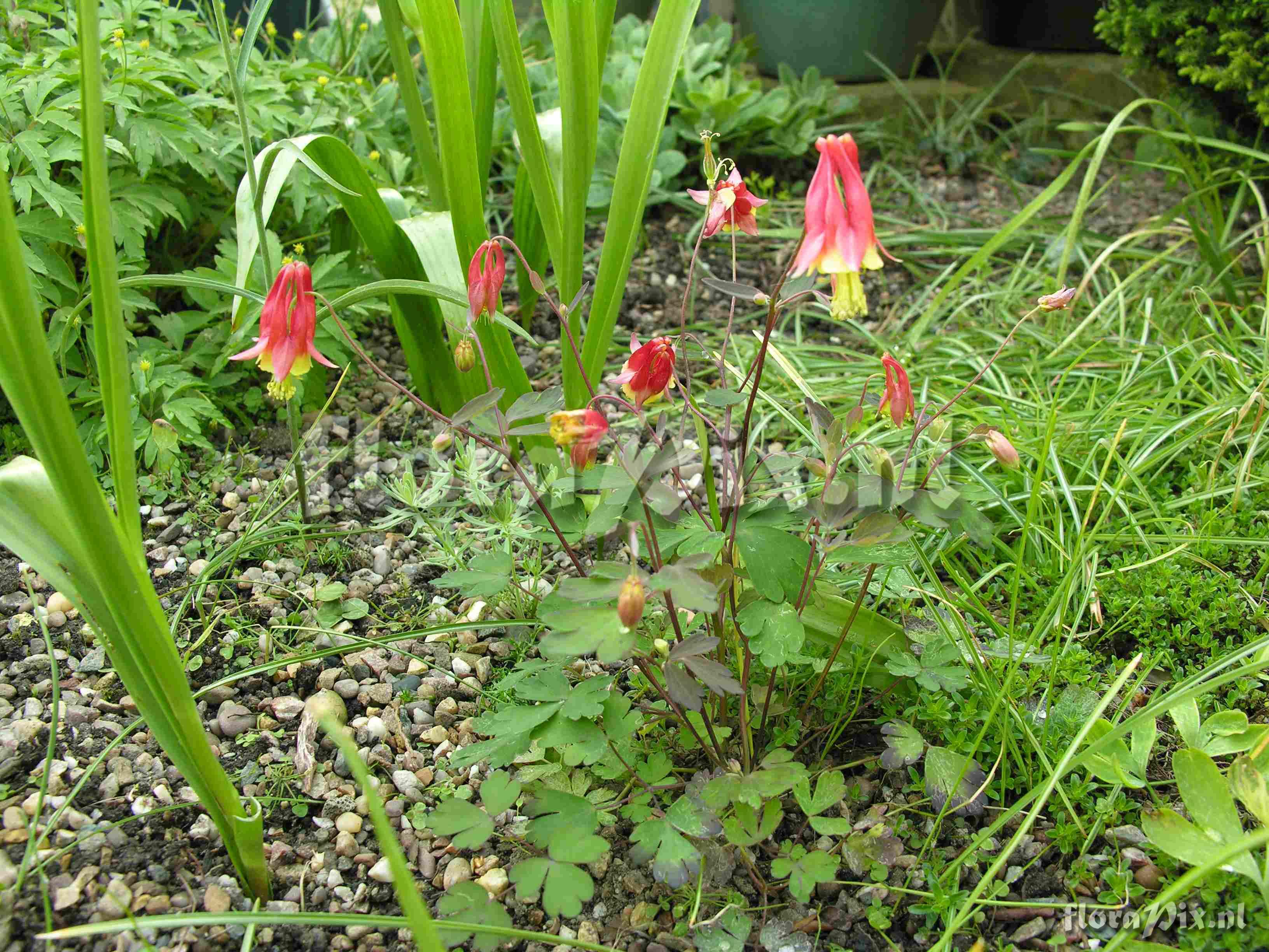 Aquilegia canadensis