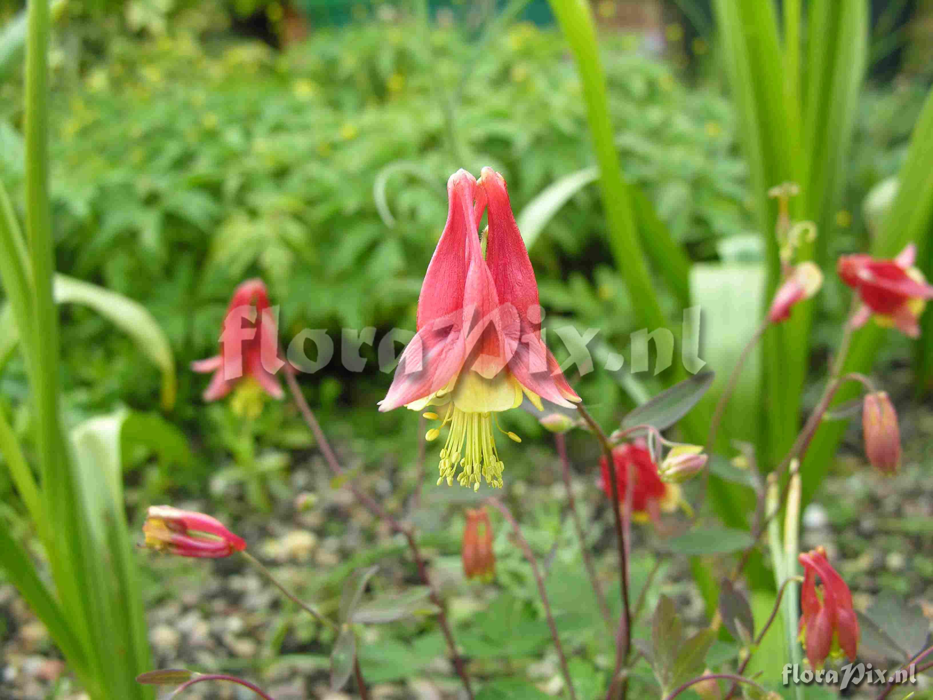 Aquilegia canadensis