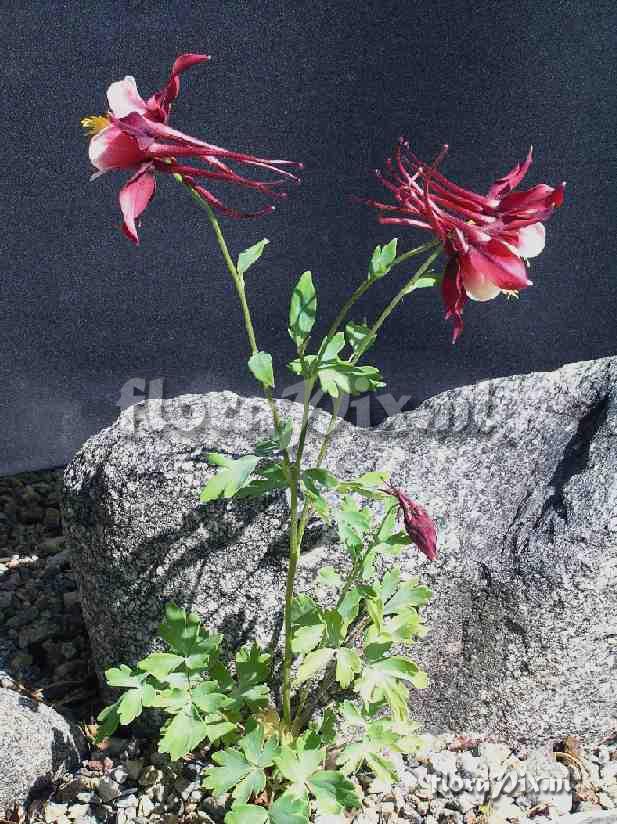 Aquilegia 