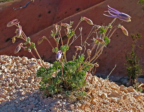 Aquilegia scopulorum