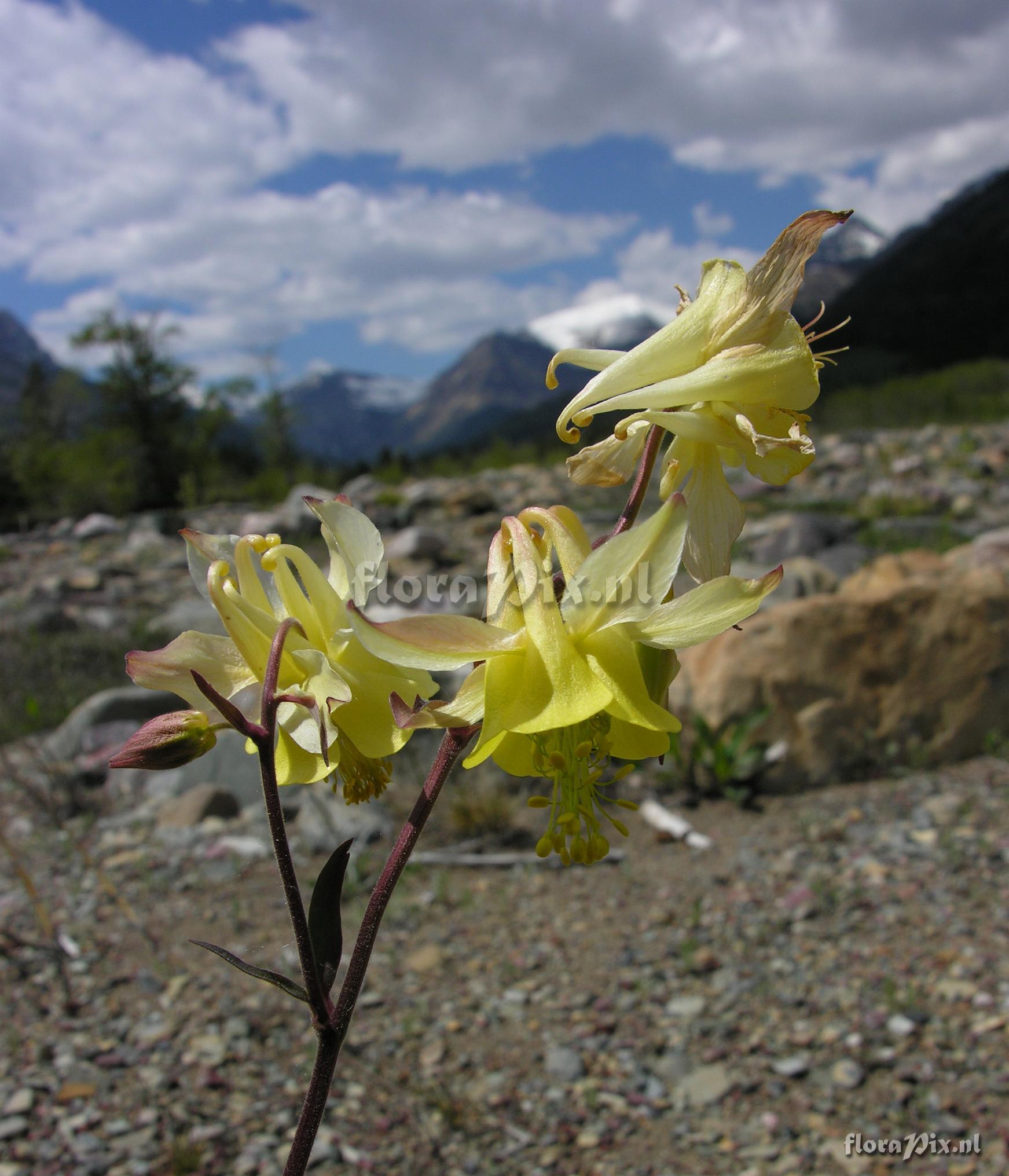 Aquilegia flavescens