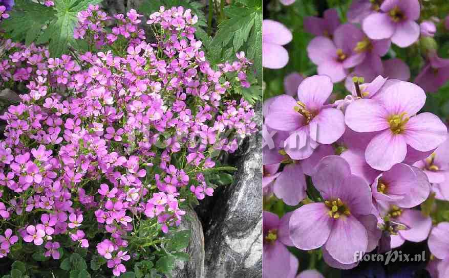 Arabis alpina