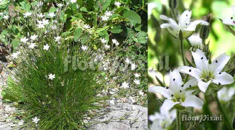 Arenaria fendleri