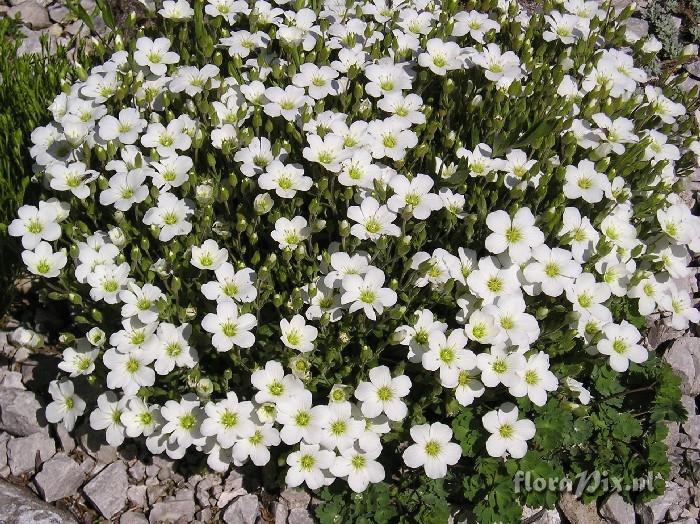 Arenaria montana