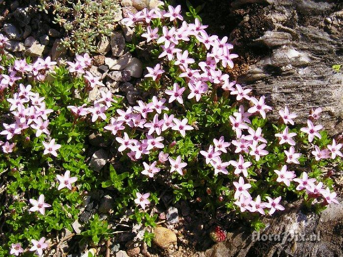 Arenaria purpurascens