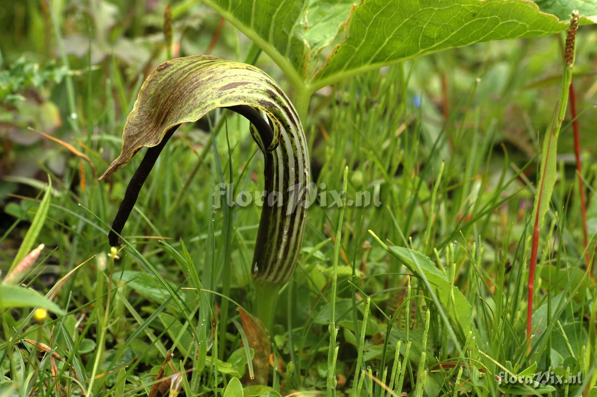 Arisaema spec. A