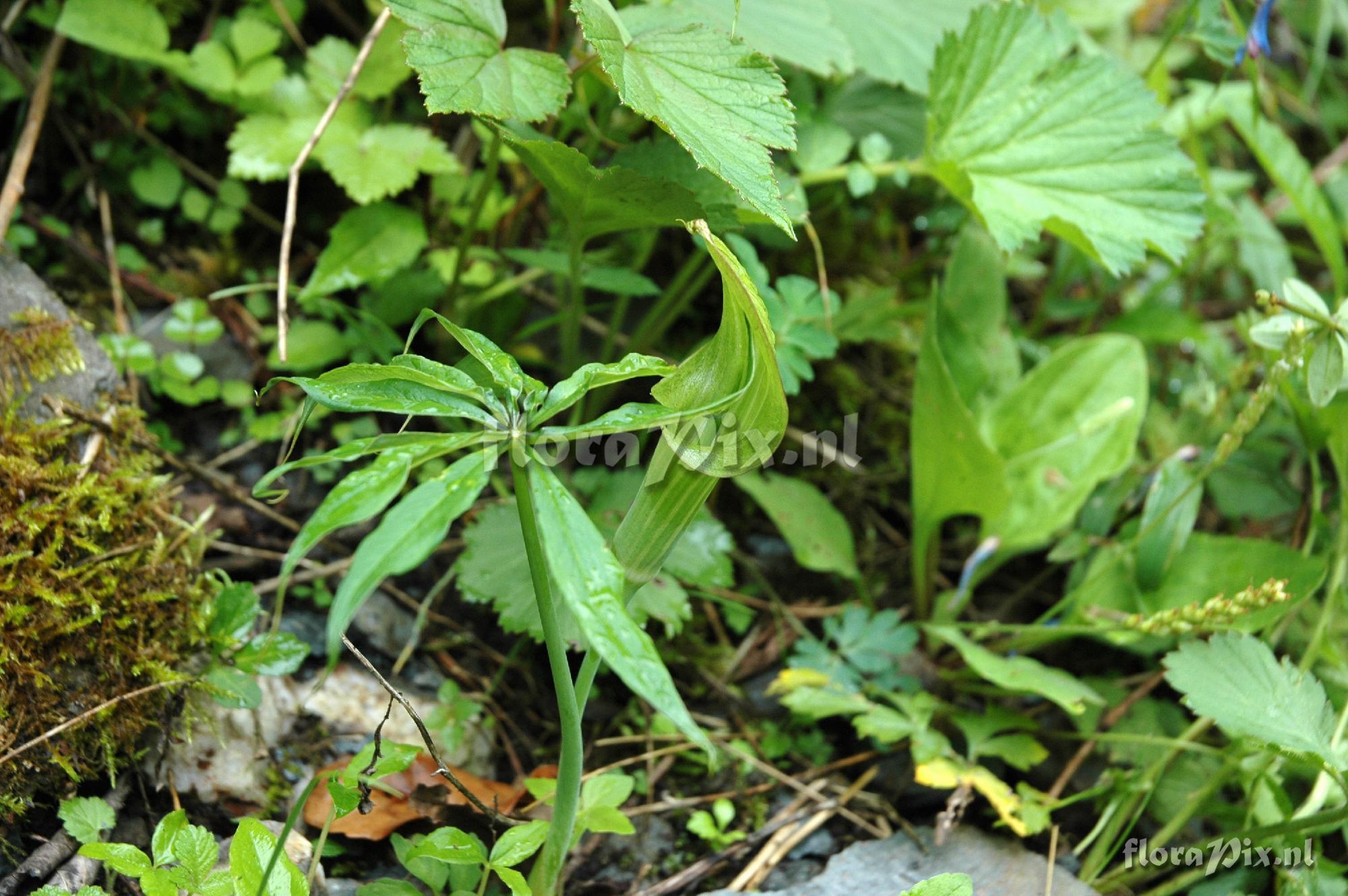 Arisaema spec. D