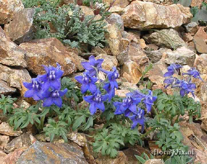 Delphinium alpestre