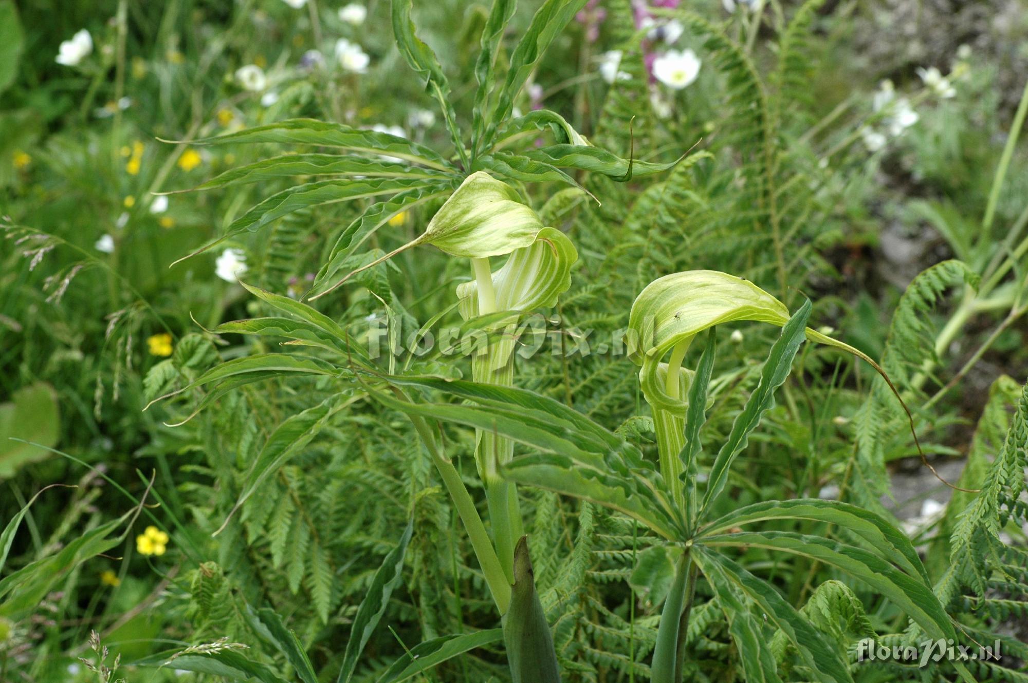 Arisaema spec. G