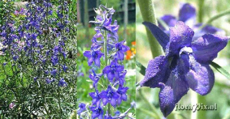 Delphinium alpestre