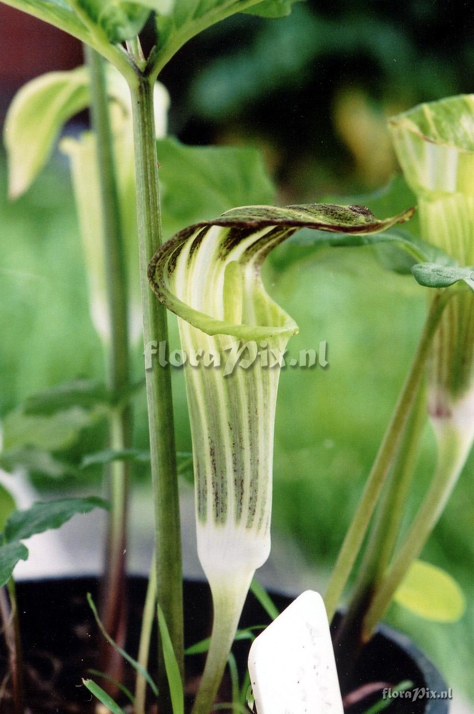 Arisaema amurense