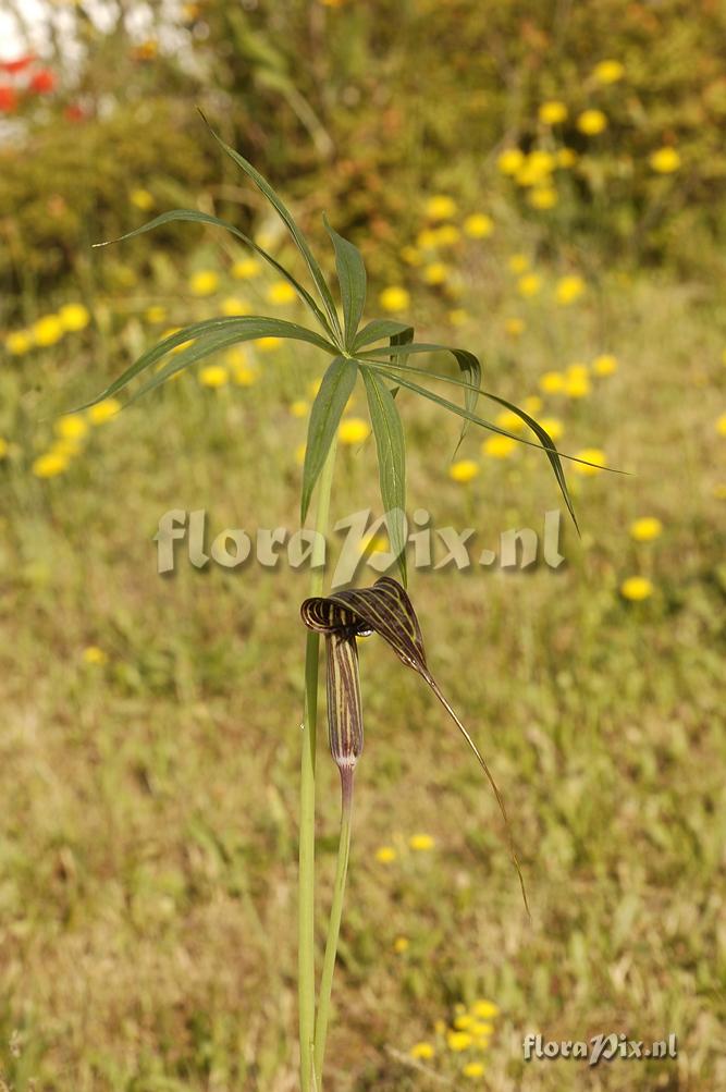 Arisaema ciliatum var. liubaense