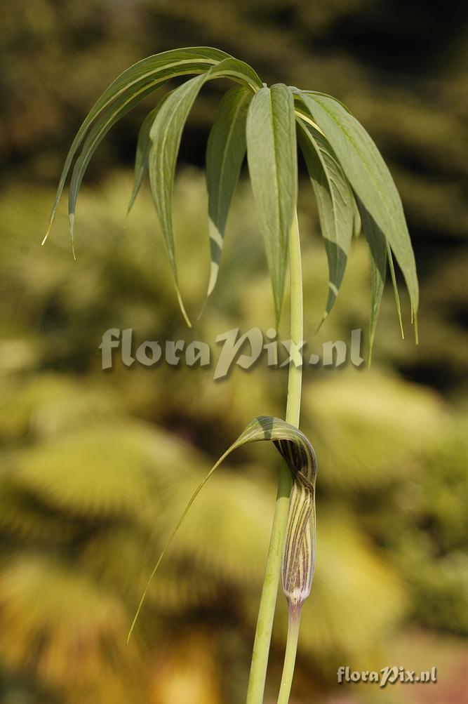 Arisaema ciliatum var. liubaense